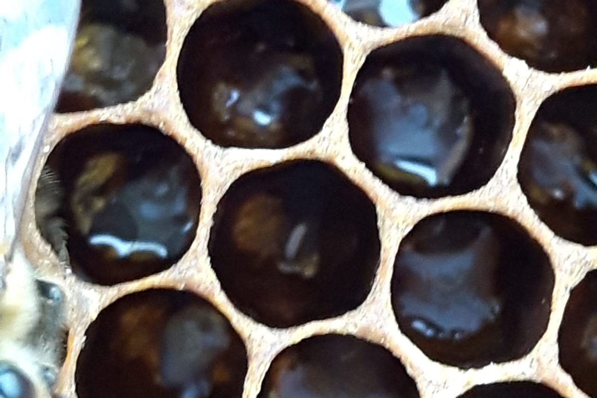 WhatsApp Image 2024-11-17 at 21.01.10