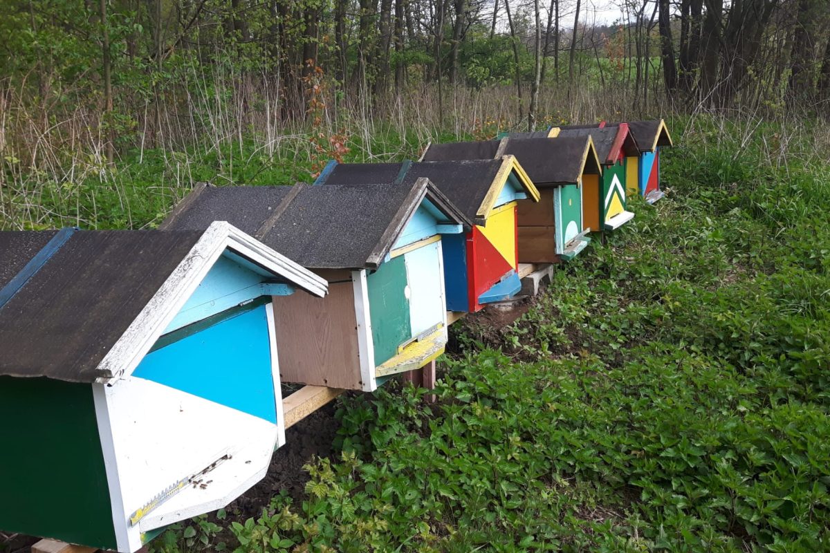 Moje stare ule już ich nie posiadam, przekazałem młodym pszczelarzom którzy zaczynają swoją przygode :)