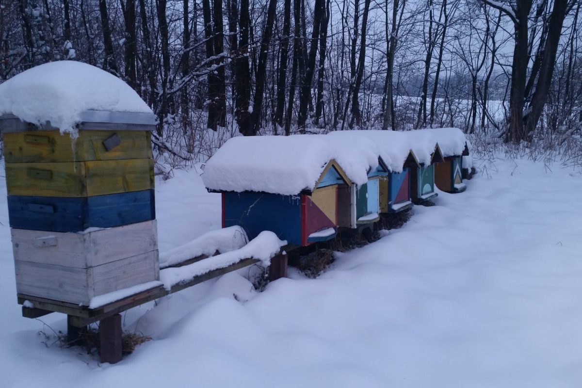 Moje stare ule już ich nie posiadam, przekazałem młodym pszczelarzom którzy zaczynają swoją przygode :)