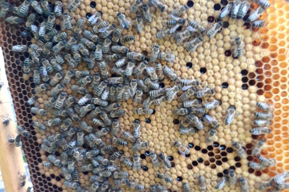 WhatsApp Image 2024-11-18 at 13.16.33