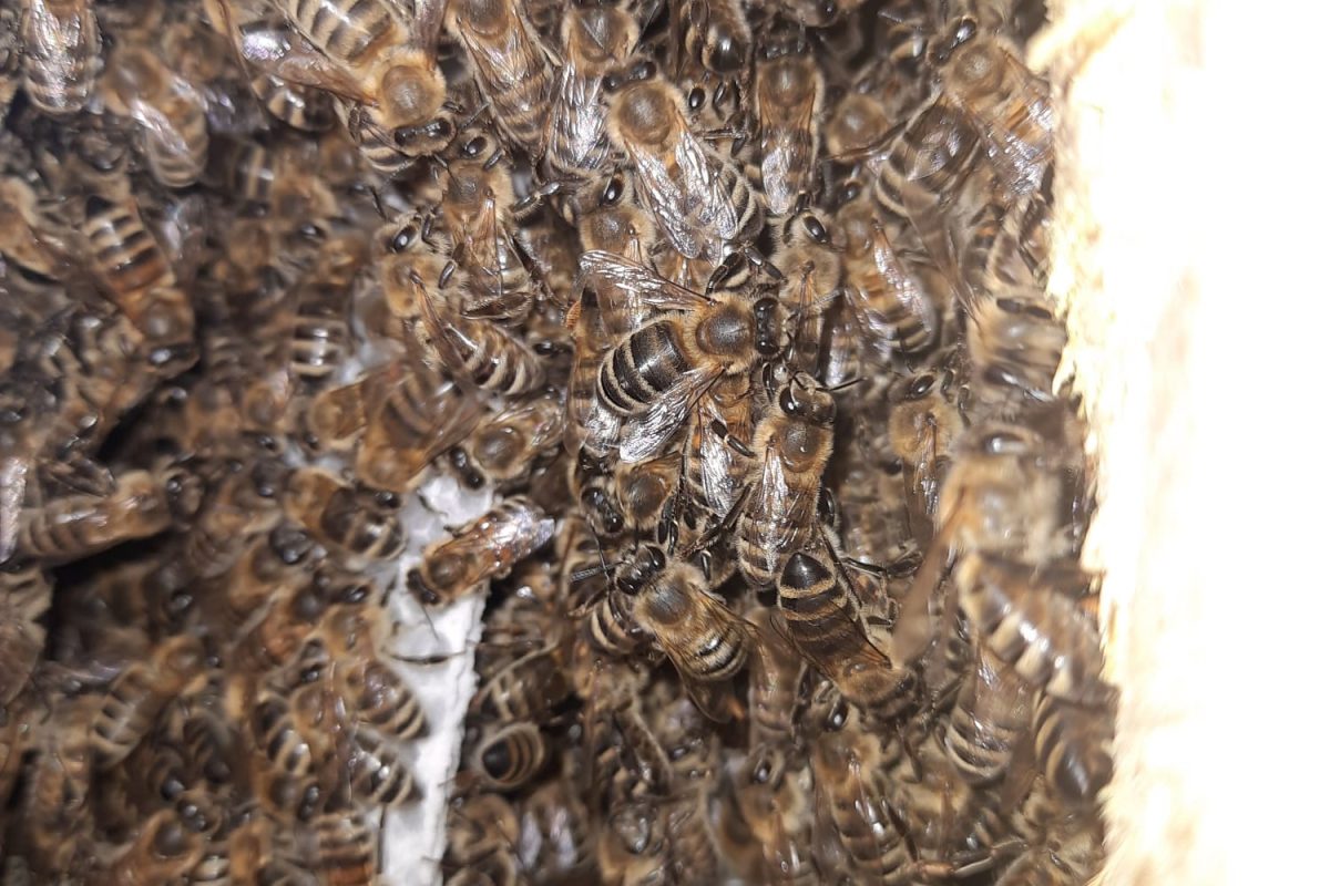 WhatsApp Image 2024-11-18 at 19.08.06 (1)