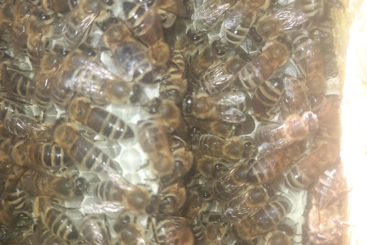 WhatsApp Image 2024-11-18 at 19.08.07 (1)