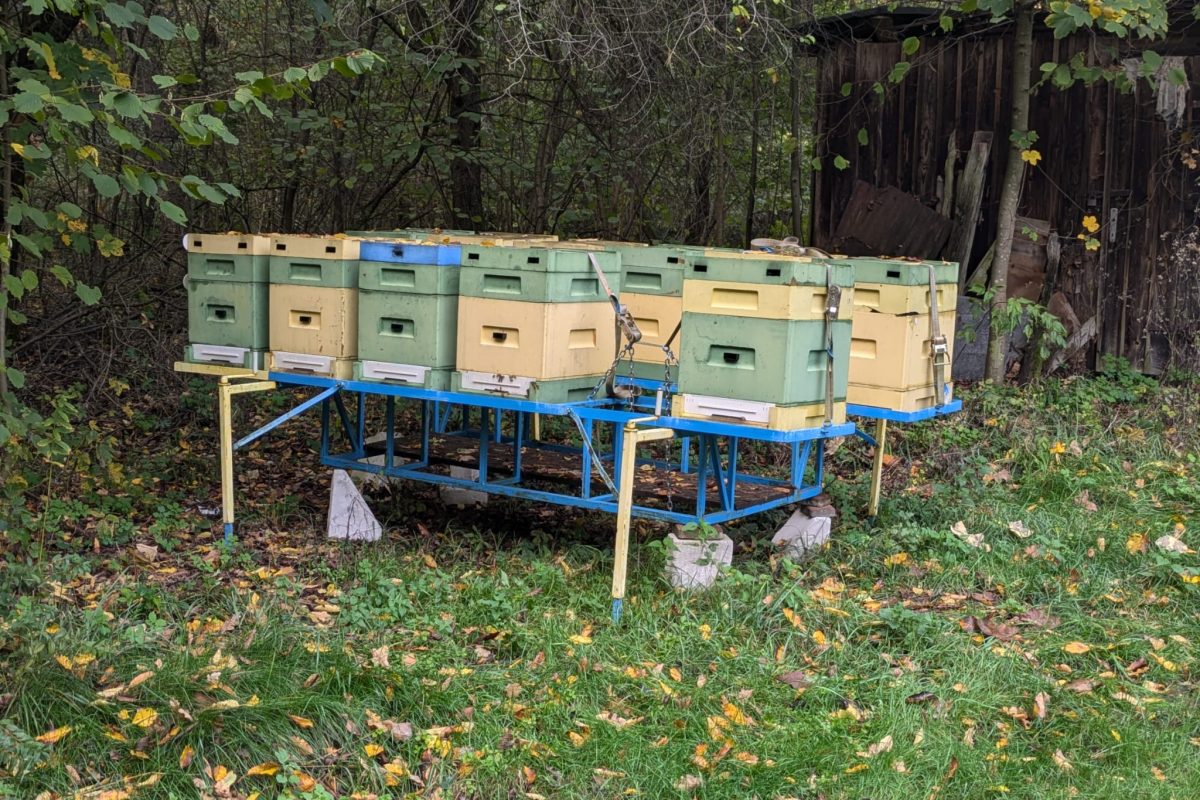 WhatsApp Image 2024-11-18 at 19.08.09 (1)