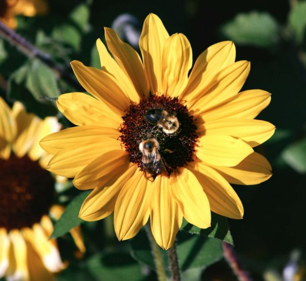 alli-remler-YyvqJATnWZ8-unsplash