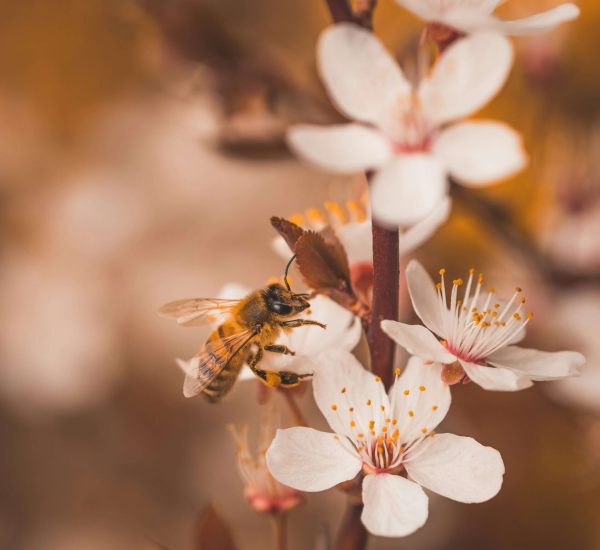 andy-holmes-wdz-dez94RQ-unsplash