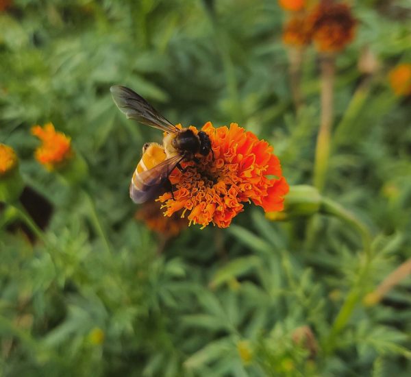 arya-dubey-rncupRxXDM8-unsplash