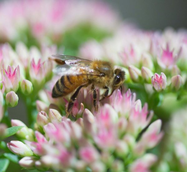 ilana-grostern-ifX4RfPbx20-unsplash