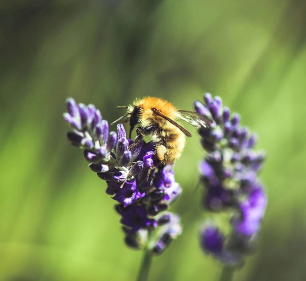 loic-mermilliod-Ks9u12mESaQ-unsplash