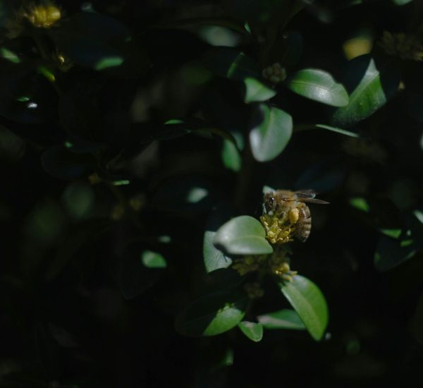 nazar-fedunkiv-3bDMl4utSSc-unsplash